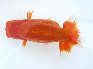 玉野錦鱗会　四席　大西正勝　岡山市