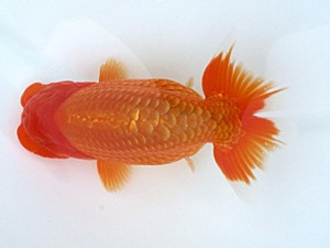 玉野錦鱗会　五席　梁原隆夫　倉敷市