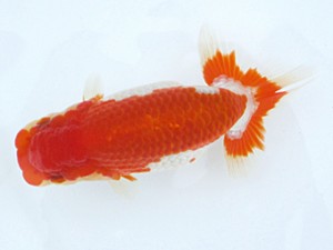 玉野錦鱗会 一席　石田一男　福山市