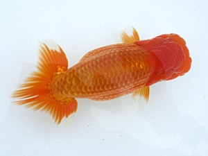 玉野錦鱗会 二席　三宅一共　浅口市