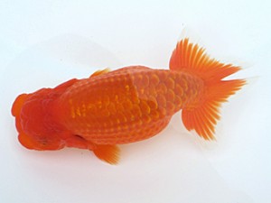 玉野錦鱗会 三席　矢部茂樹　倉敷市