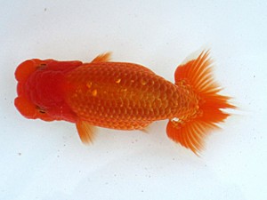 玉野錦鱗会 四席　高尾昌幸　倉敷市