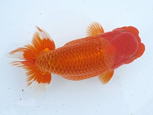 玉野錦鱗会　一席　小笠原義照　浅口市