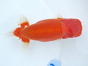 玉野錦鱗会　二席　坂根吉広　苫田郡