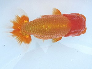 玉野錦鱗会　三席　遠藤正一　浅口市