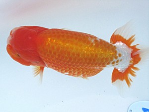 玉野錦鱗会　四席　浜口洋二　岡山市