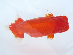 玉野錦鱗会　五席　梁原隆夫　倉敷市