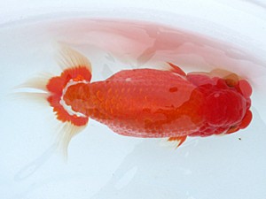 玉野錦鱗会　一席　小方寛治　玉野市