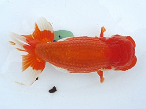 玉野錦鱗会　二席　城野良人　玉野市