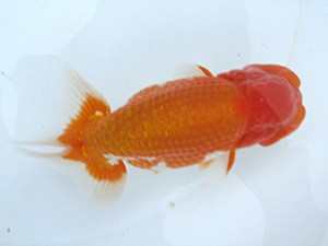 玉野錦鱗会　三席　小方寛治　玉野市