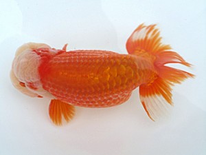 玉野錦鱗会　四席　三河康宏　広島市