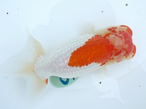 玉野錦鱗会　五席　福原　稔　玉野市