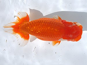 津島愛錦クラブ　東大関　桑原元一　羽島市