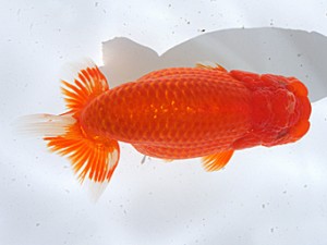 津島愛錦クラブ　西大関　伊藤勝敏　津島市