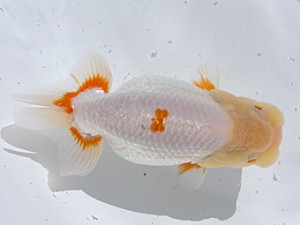 津島愛錦クラブ　立行司　植田春寿　稲沢市