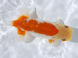 津島愛錦クラブ　取締一　近藤憲正　あま市