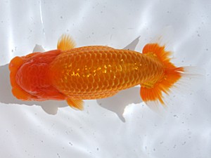 津島愛錦クラブ　取締二　近藤憲正　あま市