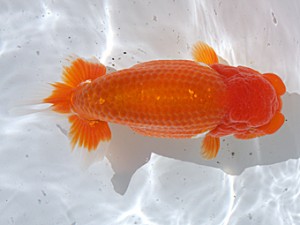 津島愛錦クラブ　東大関　有賀昌司　加茂郡