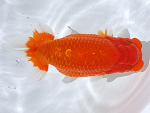 津島愛錦クラブ　西大関　伊藤勝敏　津島市