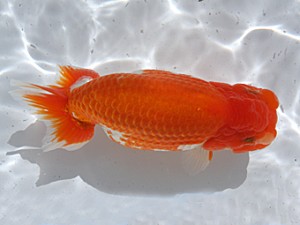 津島愛錦クラブ　立行司　吉田兼光　春日井市