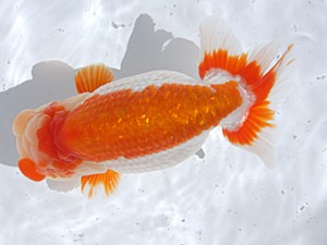 津島愛錦クラブ　取締一　浅野昌明　羽島市