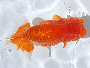 津島愛錦クラブ　取締二　近藤憲正　あま市