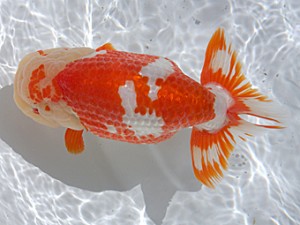 津島愛錦クラブ　東大関　東山靖章　大垣市