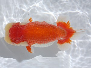 津島愛錦クラブ　西大関　川口敦司　稲沢市