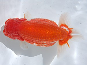 津島愛錦クラブ　立行司　有賀昌司　加茂郡