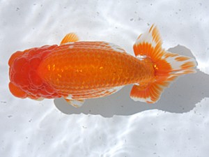 津島愛錦クラブ　取締一　近藤憲正　あま市