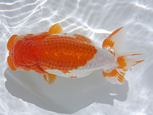 津島愛錦クラブ　取締二　川口敦司　稲沢市