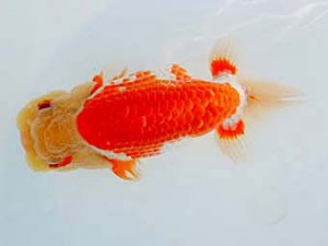 優らん会　東大関　京丹後市　西村信明