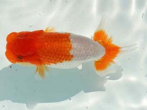 優らん会　西大関　舞鶴市　宮田清志