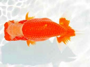 優らん会　立行司　加賀市　西出　茂