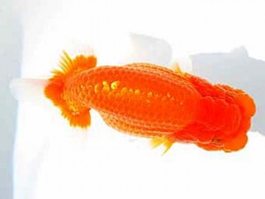 優らん会　取締一　京丹後市　西村信明