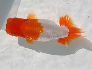 優らん会　取締二　敦賀市　藤田和久