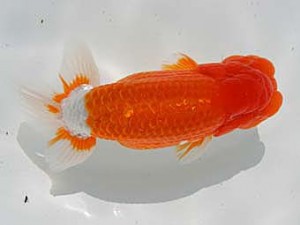 優らん会　東大関　敦賀市　藤田和久