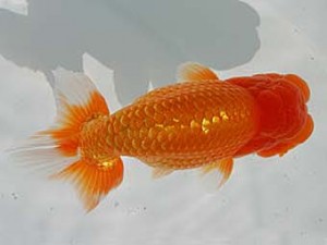 優らん会　西大関　敦賀市　藤田和久