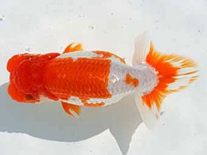 優らん会　取締一　敦賀市　熊崎次郎