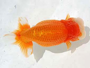 優らん会　取締二　堺市　山本　進