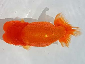 優らん会　東大関　敦賀市	藤田和久