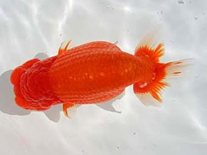 優らん会　取締一　高岡市　江守淳一