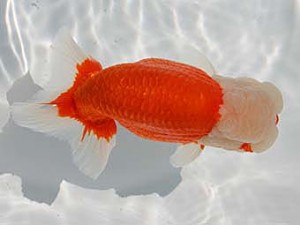 優らん会　取締二　大野市　水上健一