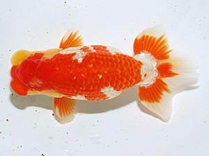 日らん 中村正志　群馬