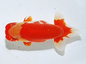 日らん　清田良也　愛知