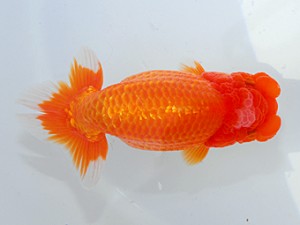 日らん 中村芳雄　埼玉