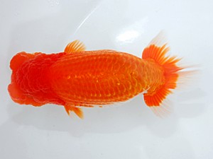 日らん　鈴木和男　静岡