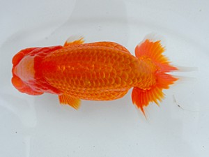 日らん 武田悦男　広島