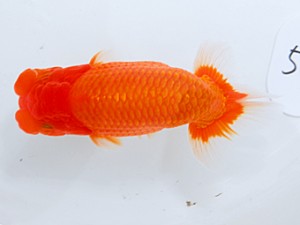 日らん　木村　等　埼玉