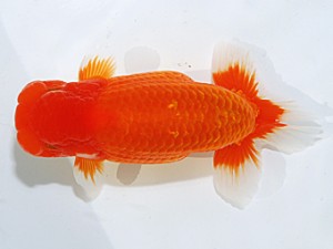 日らん　岩崎正樹　香川